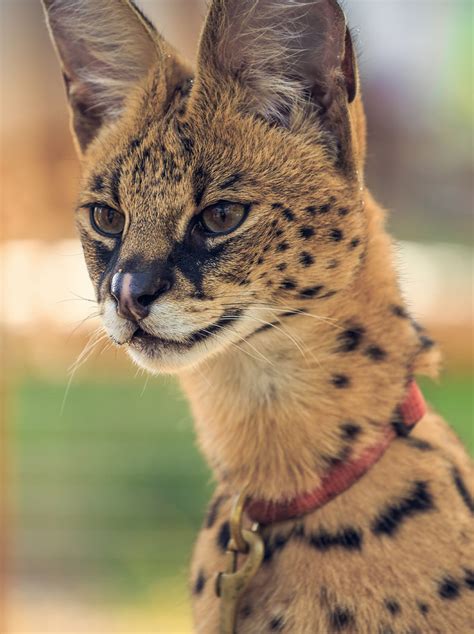 Graceful Serval In The African Wilderness