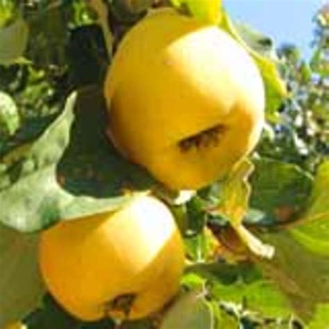 Wie lange kann man quitten lagern? Quitten: Warenkunde und Infos - ESSEN UND TRINKEN