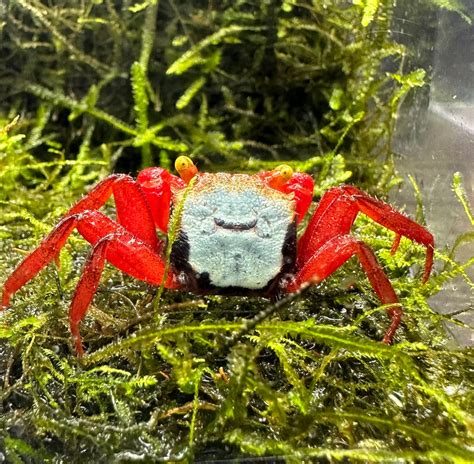 Rainbow Vampire Crab Geosesarma Rouxi Aquaticmotiv