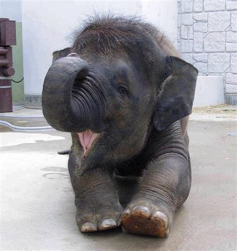 Adorable Animals On Twitter Smiling Baby Elephant