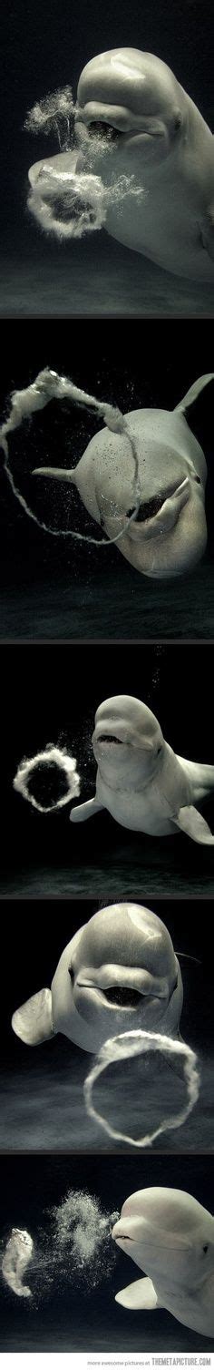 Lovely Bubbly Beluga Whales Are The Oceans Cleverest Creatures But