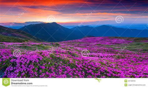 Magic Pink Rhododendron Flowers On Summer Mountain Stock Photo Image