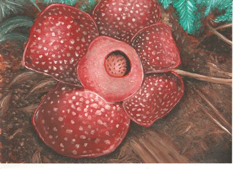 Rafflesia Arnoldi By Aduss On Deviantart