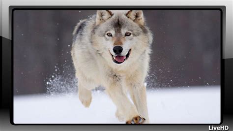 Arctic Wolf Wallpaper For Android Apk Download