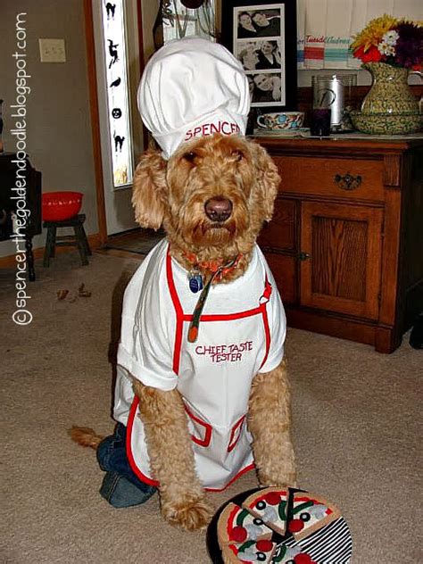 A goldendoodle is a wonderful dog breed that is a crossbreed of a poodle and a golden retriever. Spencer the Goldendoodle: Chef Spencer