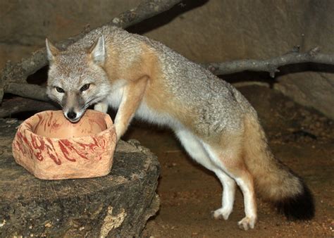 Swift Fox Strange Eating Habits By Jack 13 On Deviantart