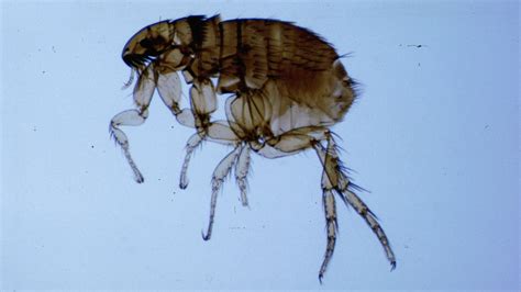 Pictures Of Fleas Fleascience