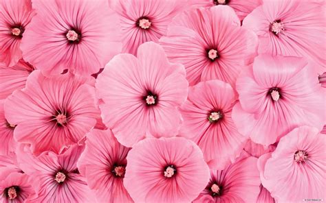 Pink Flower Backgrounds Wallpaper Cave