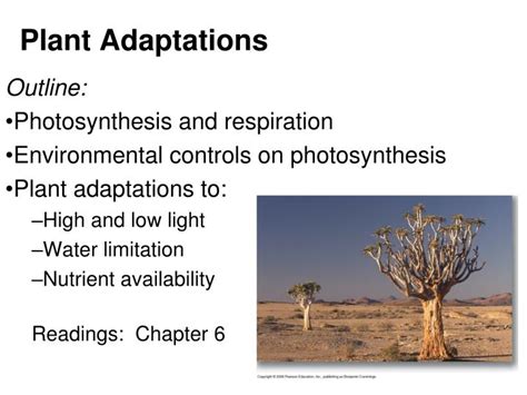 Ppt Plant Adaptations Powerpoint Presentation Free Download Id1209031