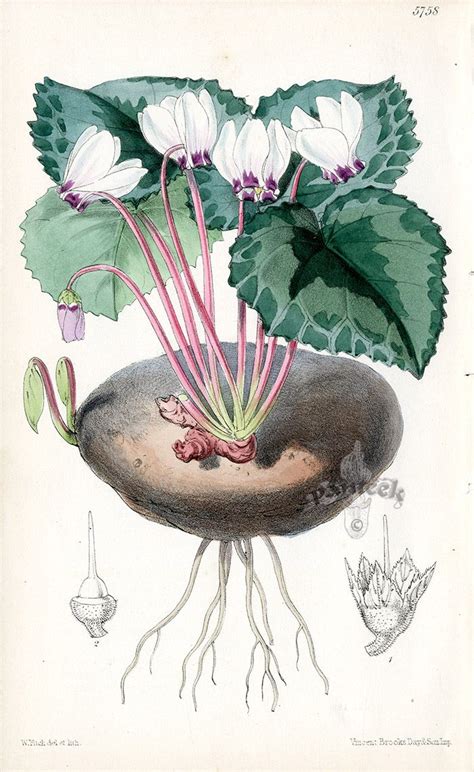 Cyclamen Africanum From Botanical Discoveries Drawn By Walter Hood