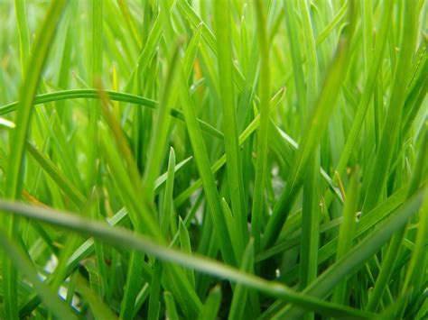 Mereka yang mekar bergantung kepada pendebungaan untuk pembiakan, sementara mereka yang tidak bergantung kepada penyebaran untuk meneruskan kitaran hidup mereka. Welcome to My Blog.....!: Tumbuhan