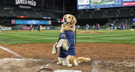 Many Good Dogs Watched The Mariners Get A Walk Off Win Over The White Sox