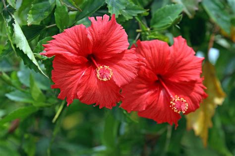 Chinese Hibiscus Hgtv