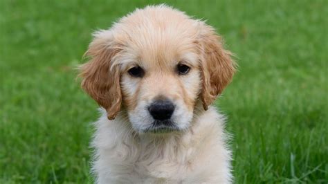 Name A Puppy Change A Life Guide Dogs