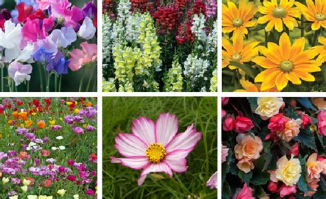 Top 10 Summer Bedding Flower Plants Your Info Master