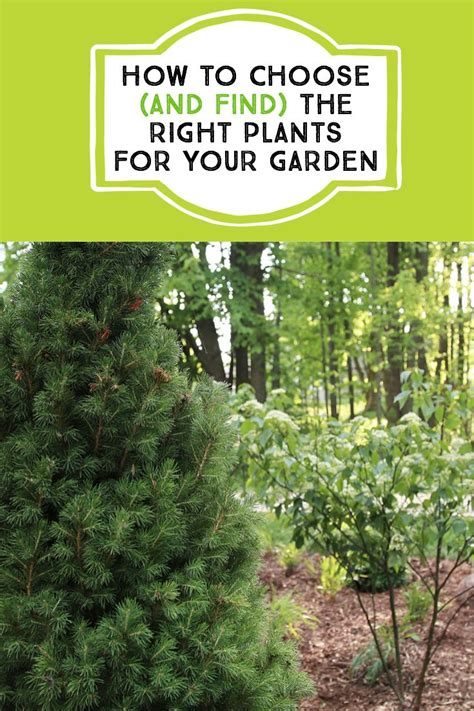 How To Choose And Find The Right Plants For Your Garden Garden