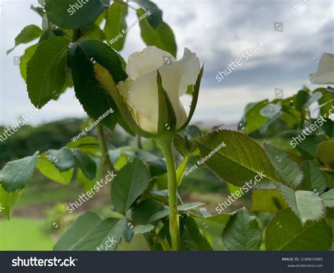 Pure White Rose Blooms Beautifully Stock Photo 2189635865 Shutterstock