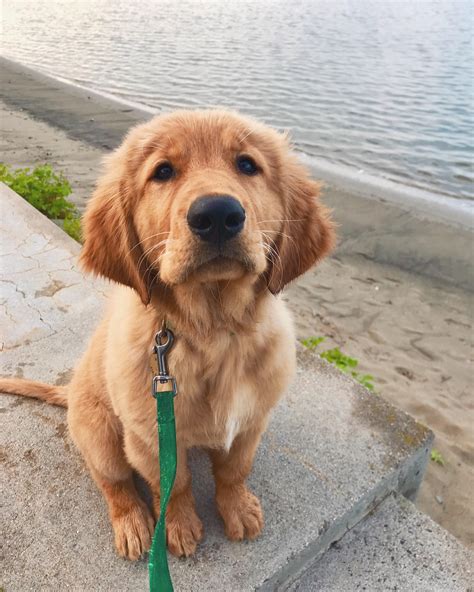 Learn more about arkansas river golden retrievers in arkansas. Fluffy Red Golden Retriever Puppies