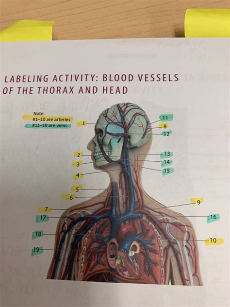 Solved Labeling Activity Blood Vessels Of The Thorax And