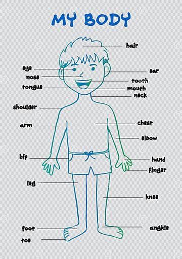 My Body` Educational Info Graphic Chart For Kids Stock Vector
