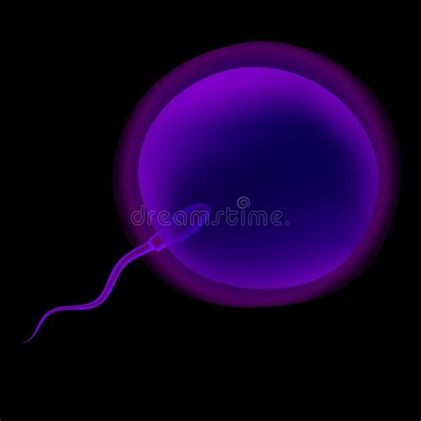 Spermatozoon Sperm And Ovum Egg Fertilization Insemination