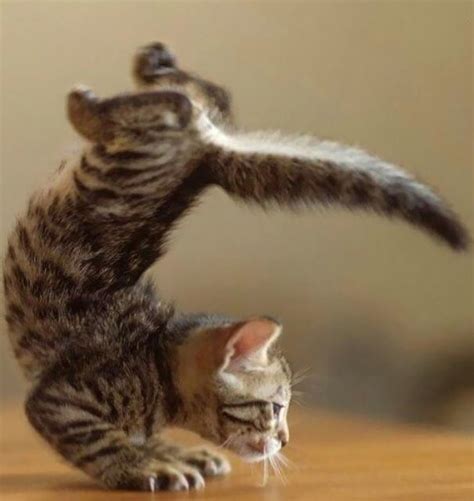 Purrrfect Handstand Kitten Animal Yoga Cat Yoga Cute Cats