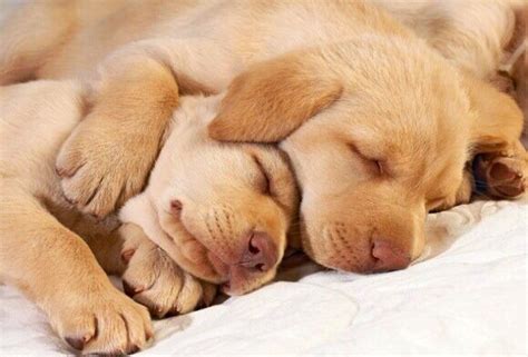 Щенята спят с изображениями Спящие щенки Самые милые животные