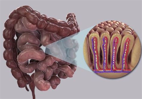 The video includes gross anatomy of small intestine, large intestine, their parts and comparison. Exploring the Small Intestine
