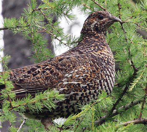 New Look At Spruce Grouse The Timberjay