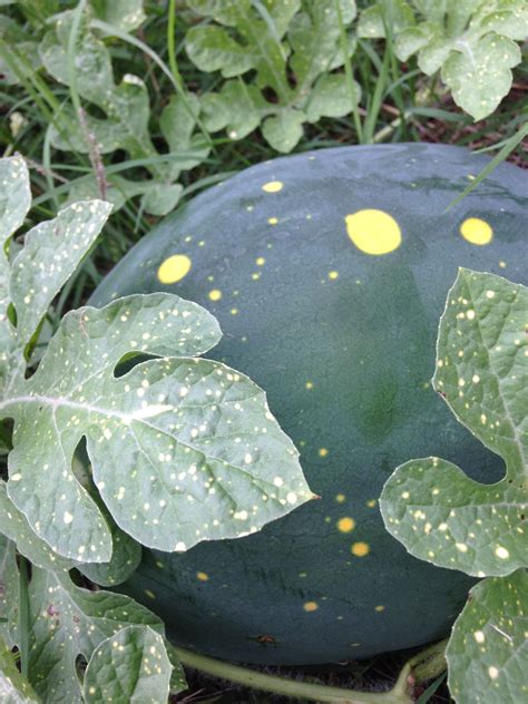 Moon And Stars Watermelon From The Garden 2014 Plant Leaves Plants