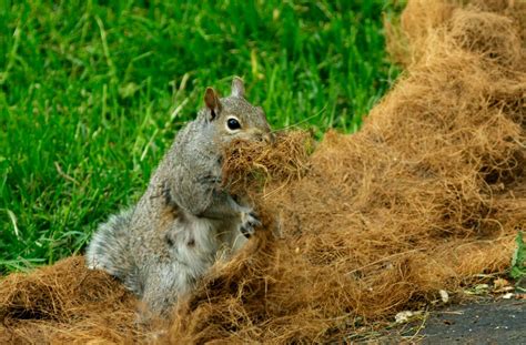 Squirrel Stealing Nest Materials Alex Ranaldi Flickr
