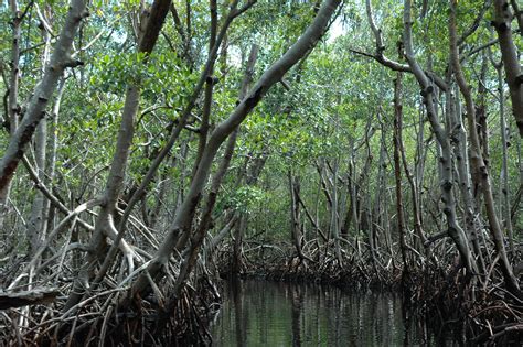 Filemangrove Everglades