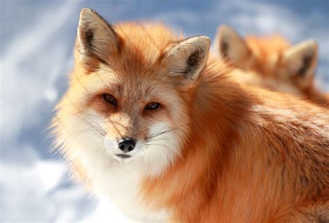 Red Foxes Conquering Alaskas North Slope Study Eye On The Arctic