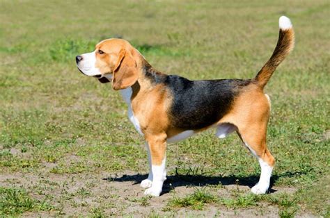 Everything You Need To Know About Beagles Facty