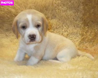 There are 204 lemon beagle puppy for sale on etsy, and they cost 25,07 $ on average. Lemon Beagle Puppies | Beagle Puppies