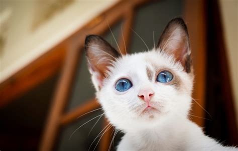 Обои кошка белый взгляд котенок портрет двери голубые глаза