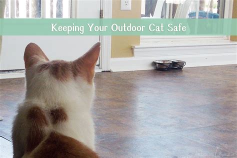 Check spelling or type a new query. Keeping Your Outdoor Cat Safe All Year Long - Embracing ...