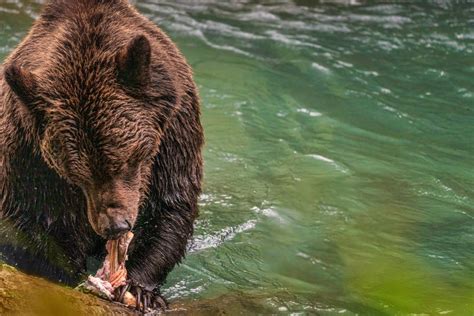Grizzly Bears Vancouver Island Homalco Wildlife And Cultural Tours