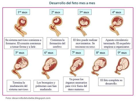 Desarrollo De Los Diferentes Órganos Del Feto Momentos En Los Que