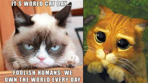 International Cat Day 2021 Funniest Viral Cat Videos Of All Time