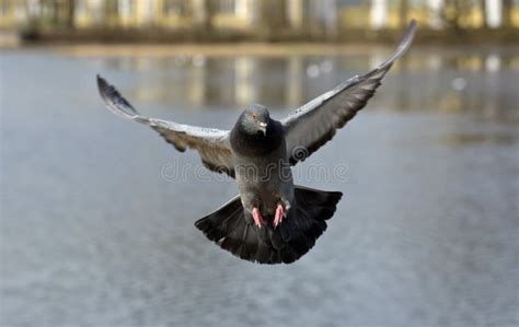 Pigeon In Flight Stock Image Image Of Animal Sunlight 14273283