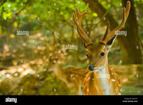Deer Forest Hi Res Stock Photography And Images Alamy