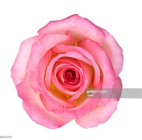 Isolated Light Pink Rose High Res Stock Photo Getty Images