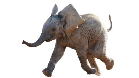 Maybe you would like to learn more about one of these? Baby Elephant Png by Gareng92 on DeviantArt