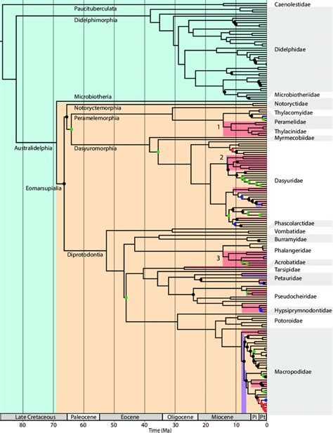 Time Calibrated Phylogeny Of 193 Marsupial Species Based On Ml Topology