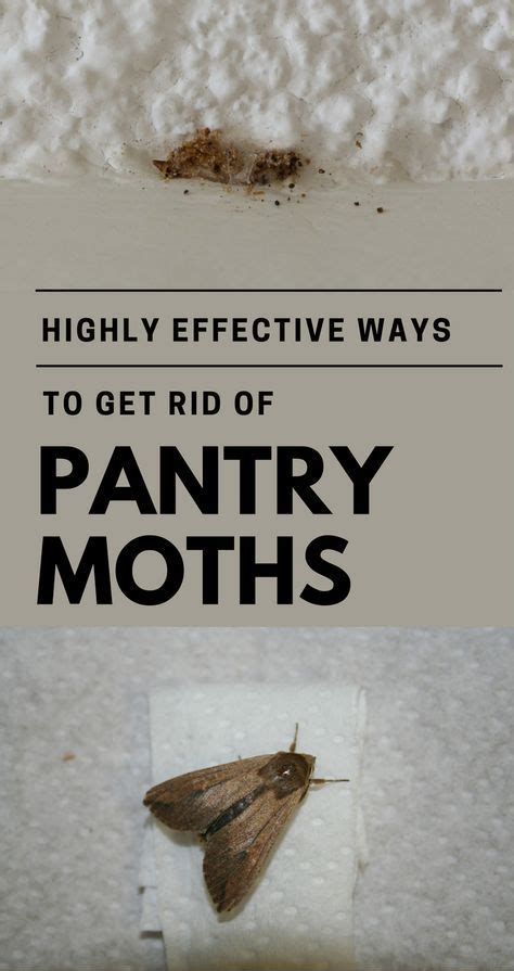 Highly Effective Ways To Get Rid Of Pantry Moths Cleaning Pantry Moths Meal