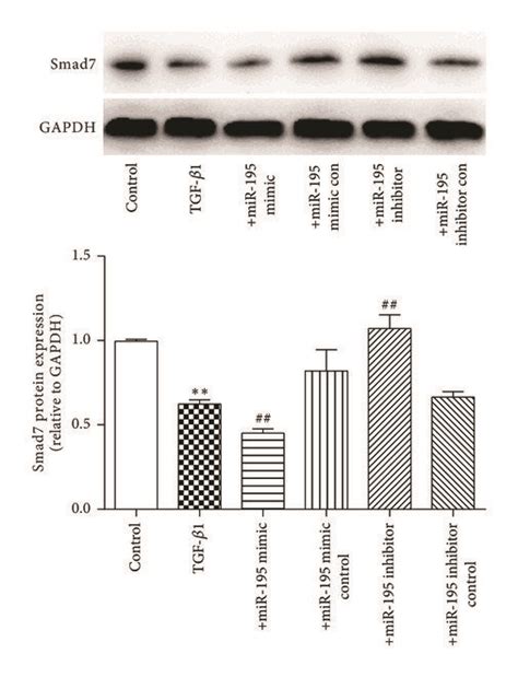 Effects Of Mir On Sma And Smad In Hsc T Treated With Tgf