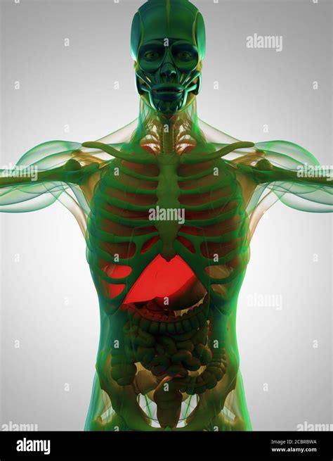 Anatomy Illustration Of Human Liver Inside Body Xray 3d Illustration