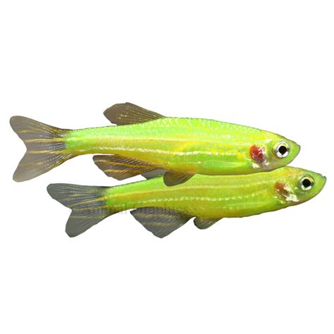 Glofish Electric Green Danio Fish Goldfish Betta And More Petsmart