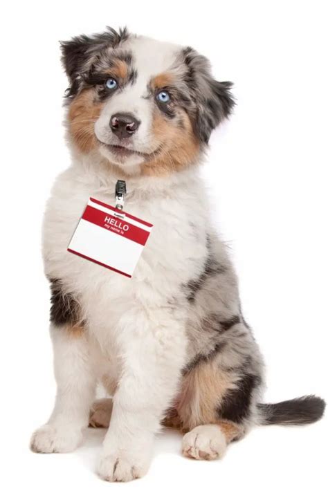 Australian Shepherd Names 50 Male And Female Shepherds Bone